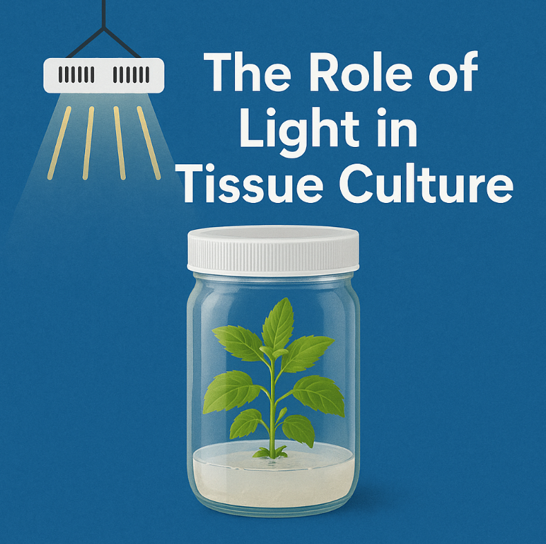 The Role of Light in Tissue Culture