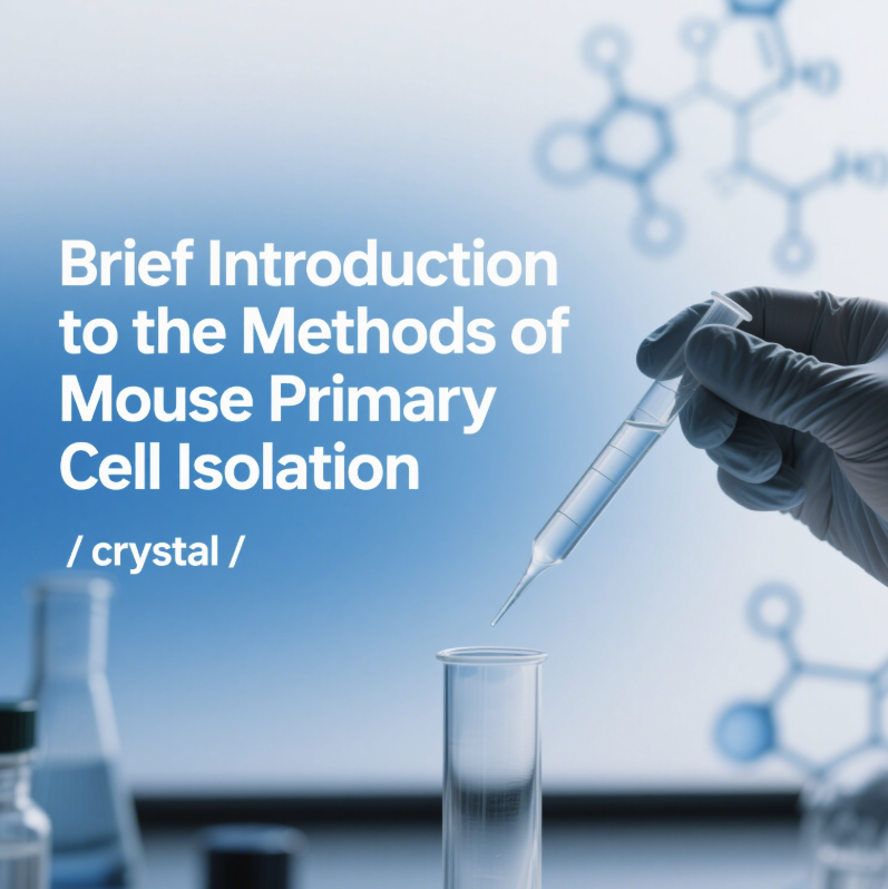 Brief Introduction To The Methods of Mouse Primary Cell Isolation