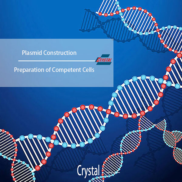 Plasmid Construction — Preparation of Competent Cells